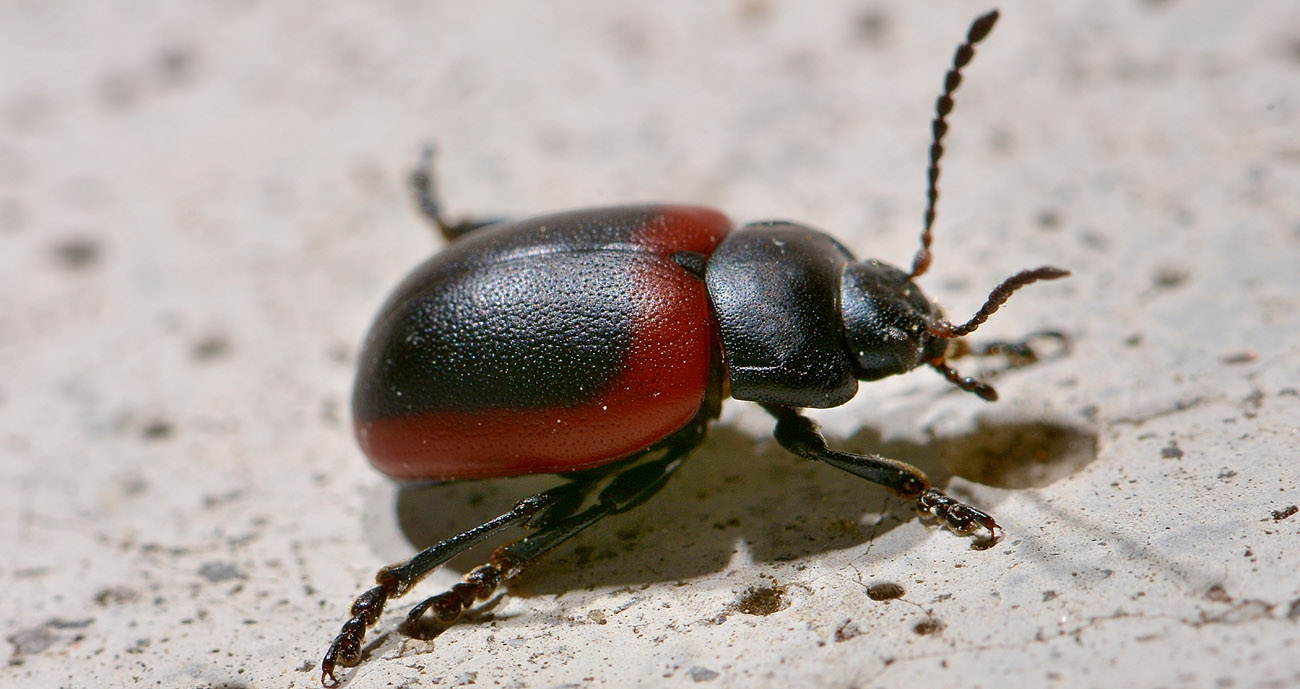 Chrysolina limbata, maschio